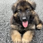 BOB - @bob__german_shepherd - Instagram