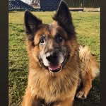 Bob - @bob_the_german_shepherd_dog - Instagram