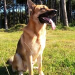 Bob Cevada Marley - @bobgermanshepherd - Instagram