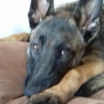 bob_german shepard - @bob_germanshepard - Instagram