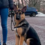 Bob the german shepherd - @bob_germansheperd80 - Instagram