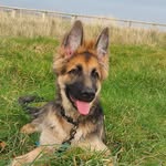 🌿Bobby 🌿 - @bobby.german.shepherd - Instagram