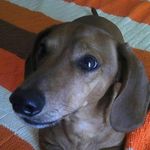 Bob Grimes - @dachshunddad52 - Instagram