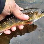 Bob Hallowell - @hallowellrods - Instagram