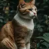 bobhan - @borhanmohan - TikTok