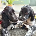 Bob e Harry 🐶 - @bobharrydog - Instagram
