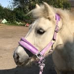 Bob,harry - @harry.the.shetland2000 - Instagram