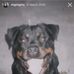 Hecter Bob The Dog Armstrong - Facebook