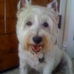 Bob Hernandez - @therealbobdog - Instagram