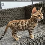 Bob Hernandez - @bobhernandez2 - Instagram
