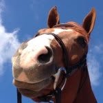 ⚡️BOB HERRON⚡️ - @the_horse_named_bob - Instagram