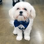 Henry "Bob" Hiatt - @barkbark_itshenry - Instagram