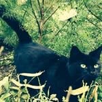 Bob Hobson - @blobhobson - Instagram