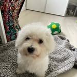 Line Kirketerp - @bobhooverthedog - Instagram