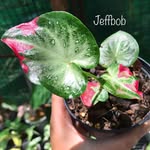 @bob___house - Instagram