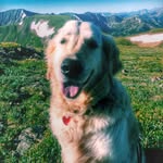 Bob Huber The Dog - @goldenboybob - Instagram