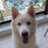 Bob 🐶❤ - @bob_husky - TikTok