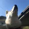 Boba The Husky - @boba_thehusky - TikTok