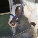 Bob de tinker - @bobirishcob - Instagram