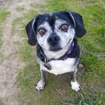 Bob Irish - @bobbydogirish - Instagram