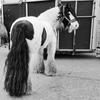 bobtheirishcob - @bobirishcob - TikTok