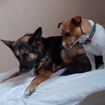 Bowie and Bobs adventures - @bowie.bob.2.irish_dogs - Instagram