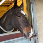 Sam Watson - @bob_the_irish_cob - Instagram