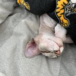 Bob Jeffries - @coopmuzz7 - Instagram