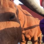 Bob Jenson - @bob_horse_ - Instagram