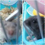 Bob & June - @bobjunehamster - Instagram