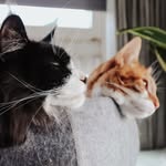 Bob en Kees - @bobenkees - Instagram