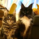 Kees & Bob - @kees_and_bob_mainecoons - Instagram