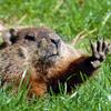 bob la marmotte🐿️ - @bob.la.marmotte - TikTok