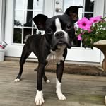 Bob Lemke - @rflemke60 - Instagram