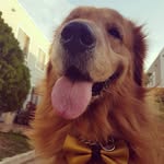 Bob León - @bobleongolden - Instagram