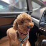 Boba - @boba_leong2022 - Instagram