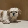 Bobby Leong - @bobby.leong - TikTok