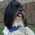 Bob Lester Costa Pfeiffer - @bob_lester_costa - Instagram