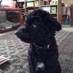 ボブ＆エバ - @bob_littlebeast - Instagram