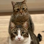 Bob & Lilly - @lillybob_catslife - Instagram