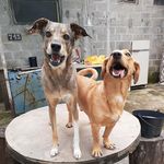 Divadelphino Delphino - @bob_lilly_caicara_dog - Instagram