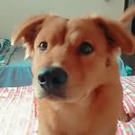 @bob_.lion - Instagram