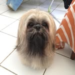 Bob Lion - @bob.lion.tunde.mesquita - Instagram