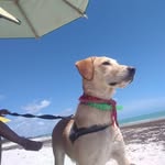 Bob lion 🥰🐕 - @boblion1 - Instagram