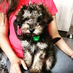 BOB LION SÁNCHEZ ARROYO💚💛❤️ - @bobliondog - Instagram