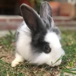 Bob LionHead VCh - @boblionhead - Instagram