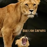 Boblion Tour Safari - @bobliontoursafari - Instagram