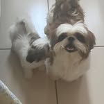 Bob & Luke - @thebobandlucky - Instagram