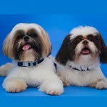 Bob & Luke 🐶🐶 - @bobluke__shitzu - Instagram