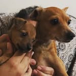 Bob e Luke 🐶💙 - @bob_lukee - Instagram